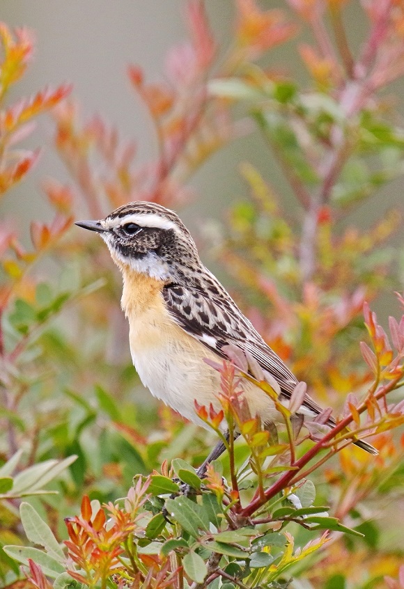 In April of this year alone, our Bird Guards counted more than 1